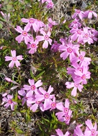 Phlox subulata 'Marjorie'